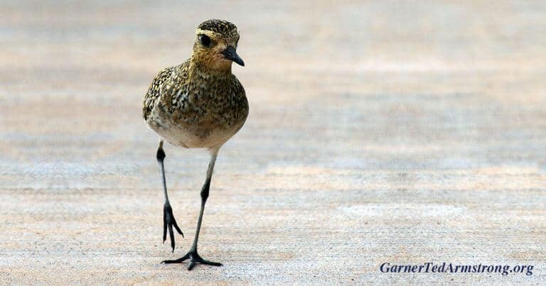 A Migration Headache… For Evolutionists