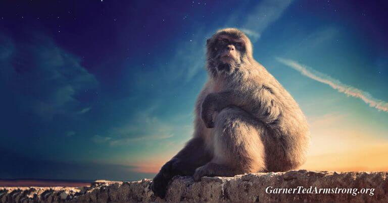 Did God Use Evolution To Create Life?
