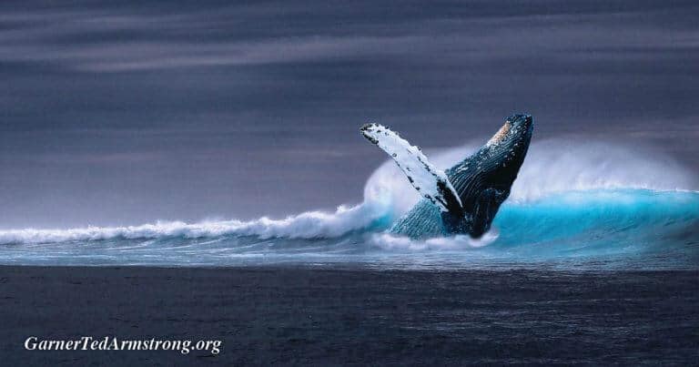 EVOLUTION… A WHALE of a Tale!